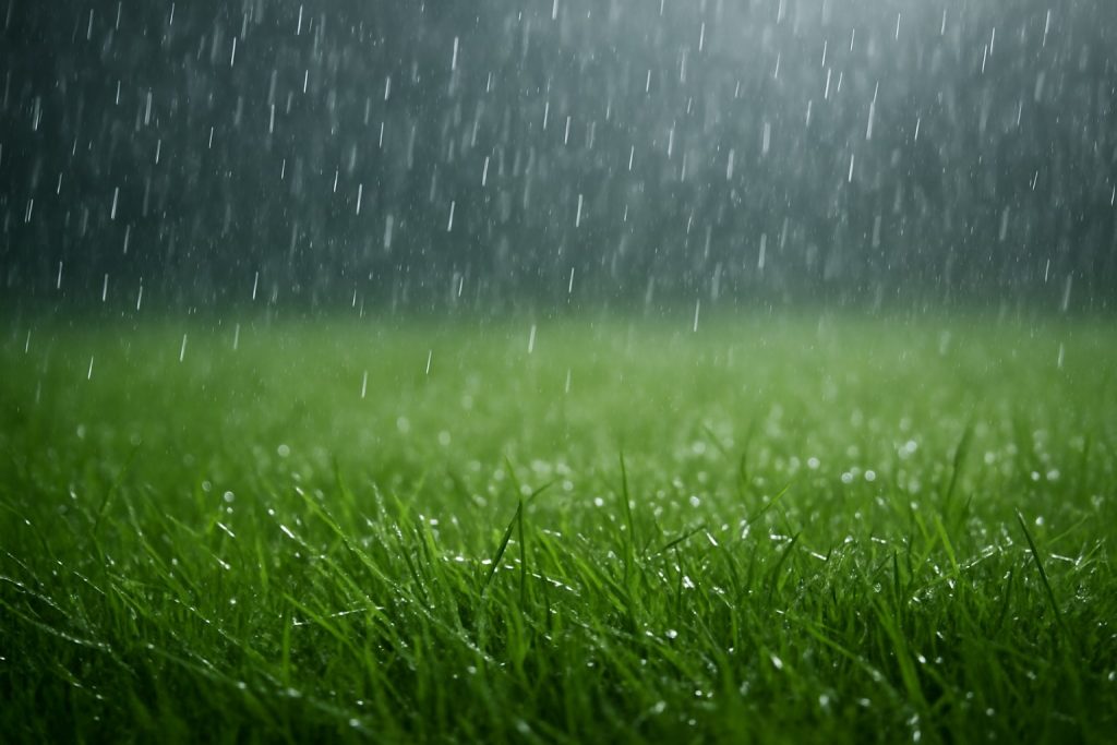 How Long Should You Wait to Mow the Lawn After Rain?